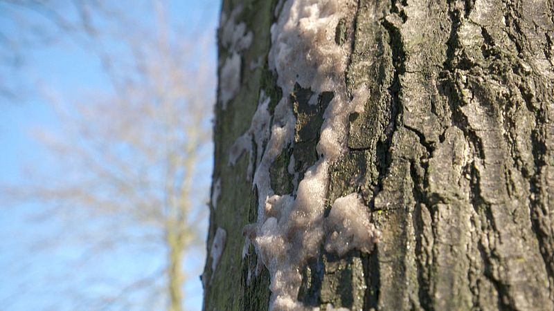 Littered road salt harms the bark of the tree