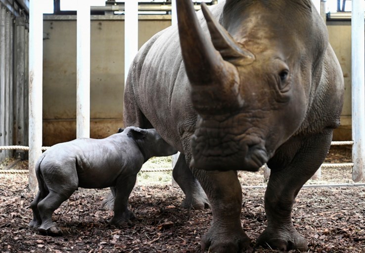 Once on the verge of extinction, now the least threatening: the rhinoceros was born again in the Dutch Zoo