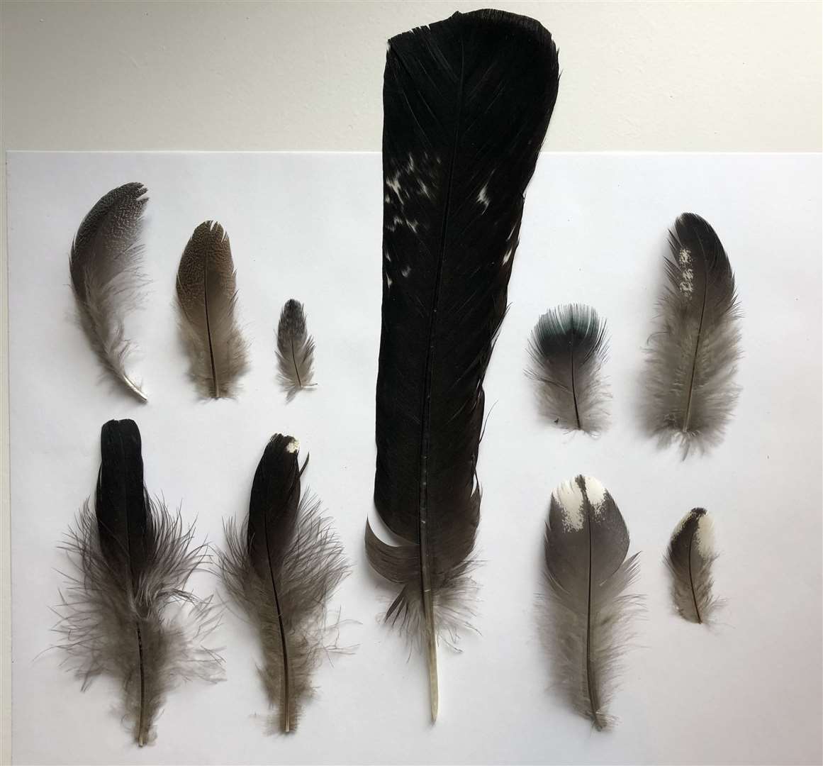 Black grouse feathers were collected by the local community.  Photo: The Capercaillie Project at Cairngorms.