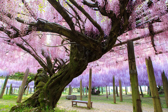 wisteria-japan