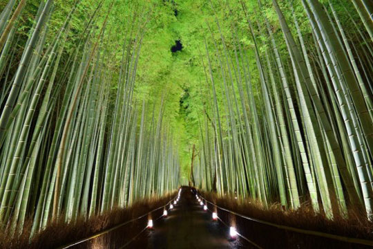 Bamboo-pad-kyoto