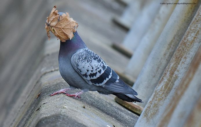 Photo "I think summer is over" by John Spears.  Pigeons also suffer from wind and are left in the fall.  This photo didn't win an award 