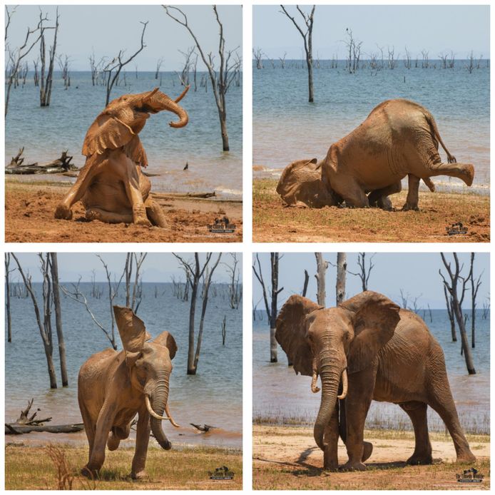 Photo "mud bath joy" by Vicki Gurun.  This elephant can't get enough of a mud bath.