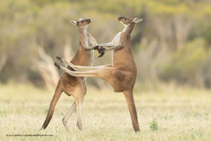 Photo "missing" Written by Leah Scuddan.  This kangaroo should have practiced its kicking technique more before starting this fight.