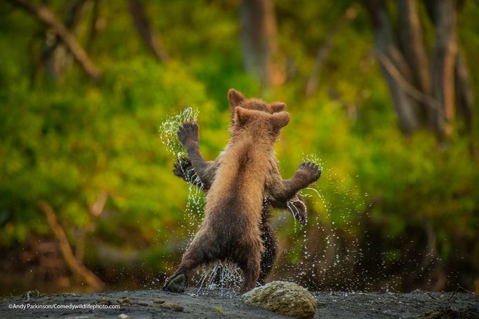 Photo "let's go dancing" by Andy Parkinson.  These two little bears are playing against each other in the middle of a river.