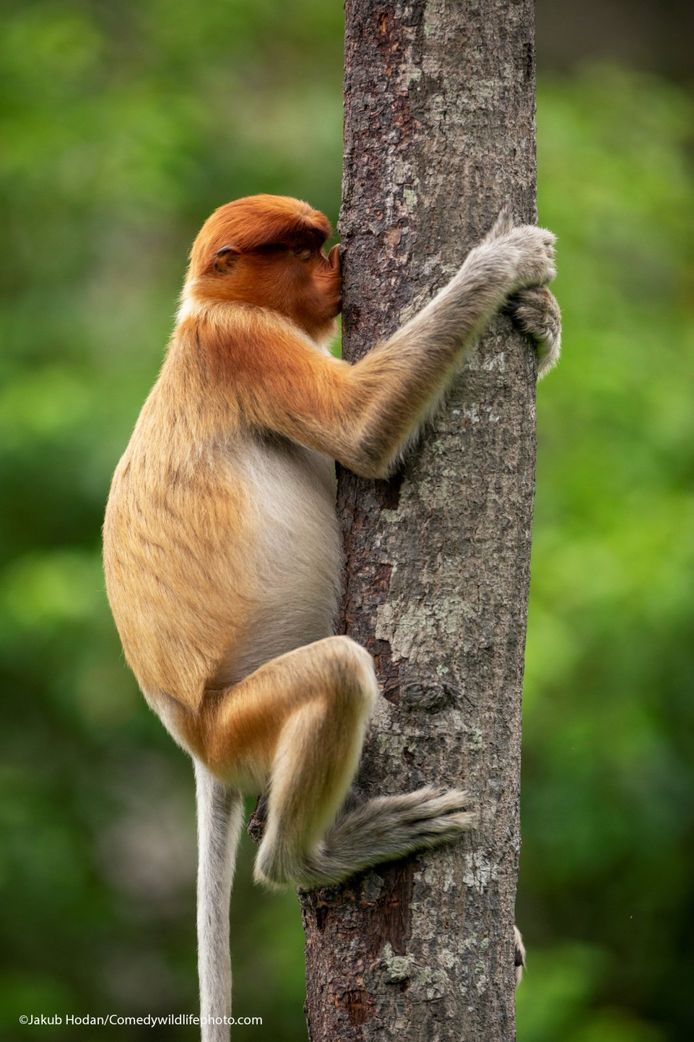 Photo "tree hugger" by Jacob Houdan.  Is this plump monkey scratching his nose or showing his love for the tree with a passionate kiss?  Who says.