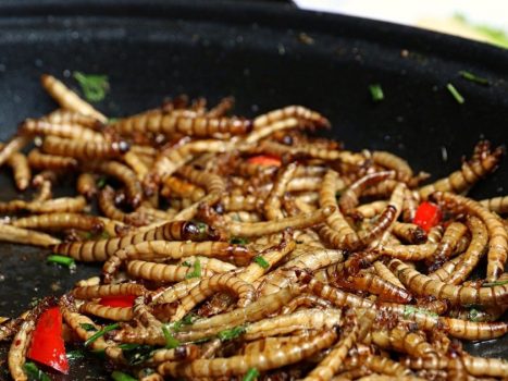 "Eating insects will be crucial in the fight against hunger"