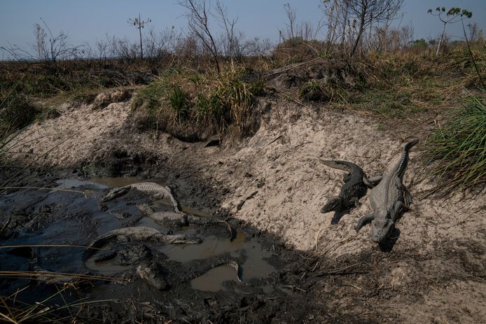 A crocodile in a watering hole next to a burning field next to the endangered Ibera National Park.