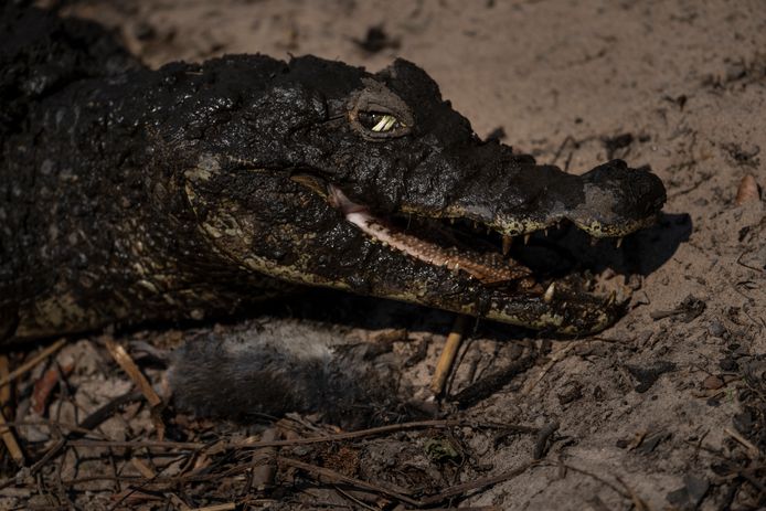 A crocodile in a burning field in Corrientes.