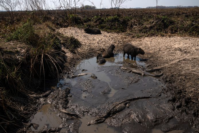 Crocodiles and other animals share a watering hole next to a burning field next to the endangered Ibera National Park.