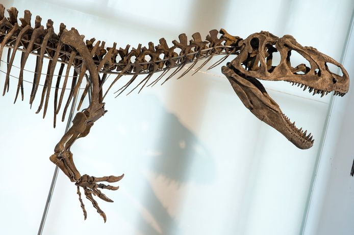 Arkhane, an allosaurus that has been on display in the museum in Brussels since 2019