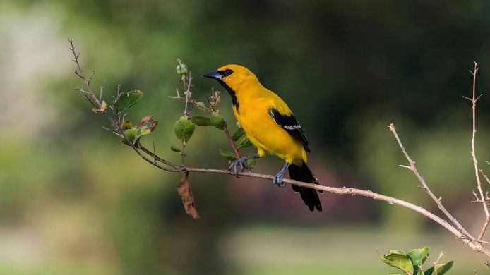 Yellow-colored willow, a songbird you find mainly in the northern tropical regions of South America.