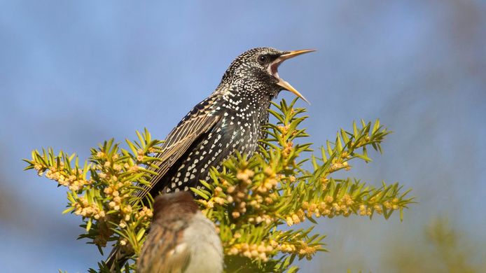 Starling in Berlin.  Its feathers are clearly less colorful.