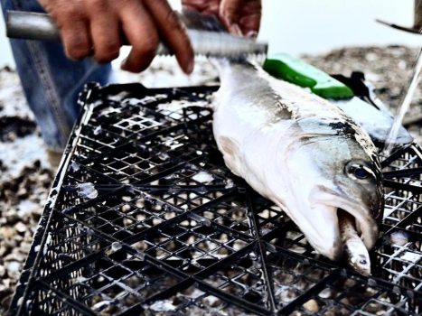 Eat as little fish as possible from Westerschelde, advises RIVM |  health