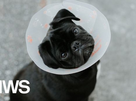 Pugs suffer from so many health problems that they can no longer be considered a typical dog