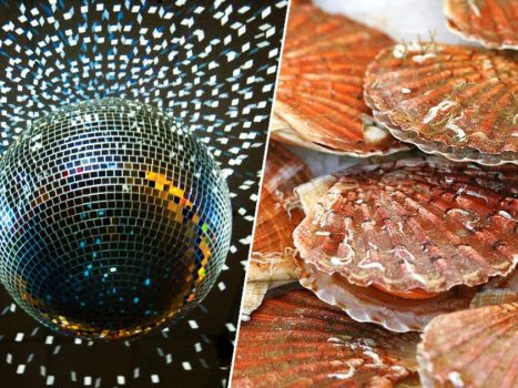 Scallops love 'disco lights': chance discovery may lead to more eco-friendly fishing techniques |  the animals