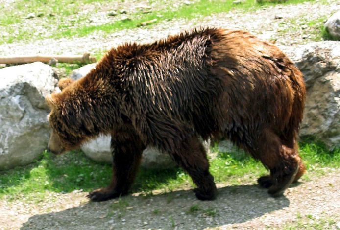 File photo of a brown bear in the Alps.