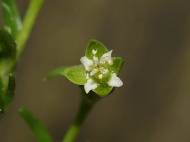 Leaning on a greasy wall, a small flower has four sepals and four petals