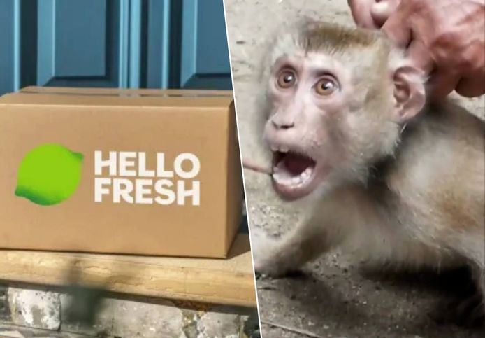 PETA's campaign against Thai forced labor of monkeys (Photo collage: HLN)