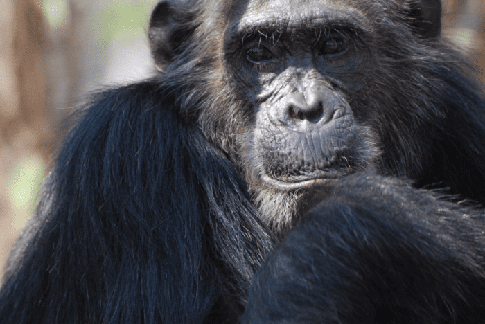 Frodo the Chimp, better known as the Bully, has been Gumby's alpha male for five years.