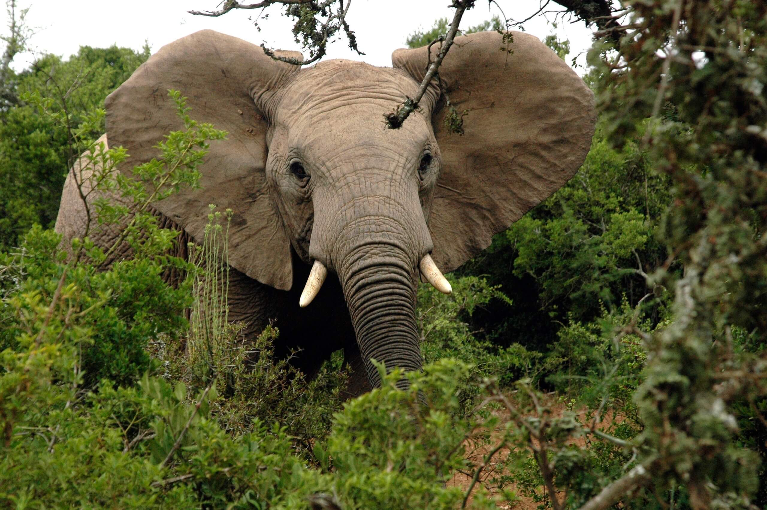 Five animal species are included in the UK ivory import ban