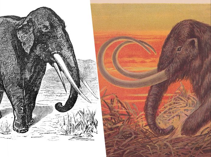 Left: an illustration of a mastodon.  Right: Illustration of a mammoth.