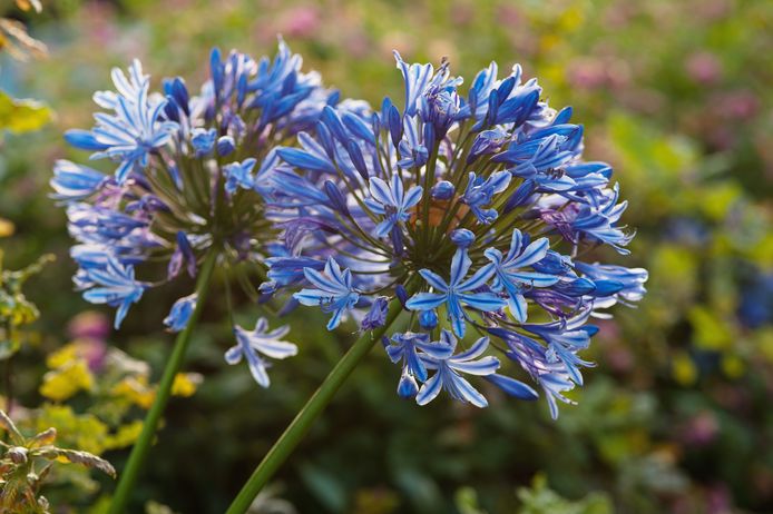 African lily (Agapanthus).