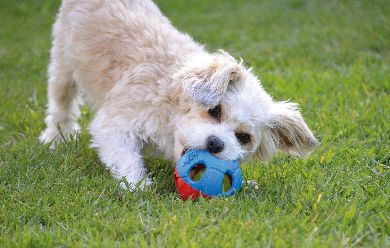 Why should you regularly buy new dog toys?