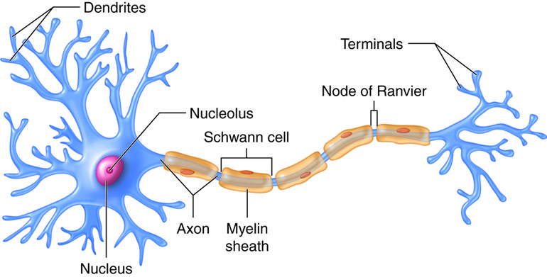 Cells of the Nervous System - Psychological Sciences: Main Topics and Applications