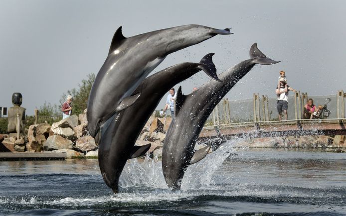 Bottlenose dolphins are playful animals that can be recognized by their gray color.