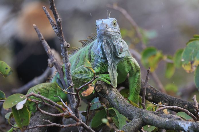 If the temperature drops below 5°C, iguanas will rain from the trees.