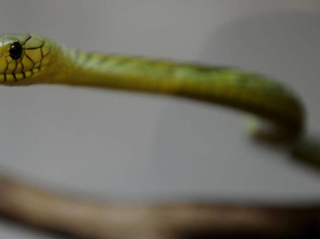 A highly toxic green mamba that escaped in Tilburg has not yet been found |  outside
