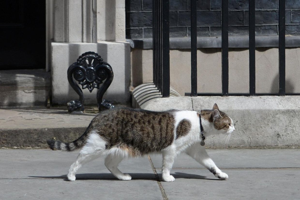 Larry, also known as Chief Mouser, parades outside 10 Downing Street.  The cat still lives there.  During a recent Q&A, Cameron alluded to rumors that he doesn't like Larry.  He jokingly showed a photo of himself and Larry.  Image image