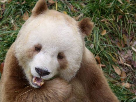 Why are some pandas brown?  New research solves the mystery