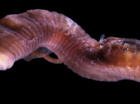 Nature Today |  The worm from the delta region is new to science