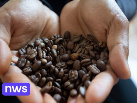 The world-famous Arabica coffee variety is over 600,000 years old (and has therefore been around much longer than modern humans)