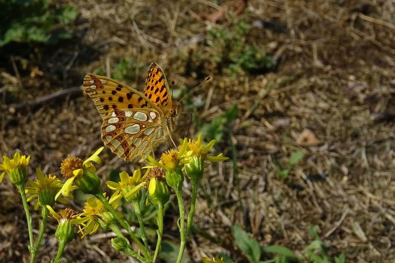 The little butterfly lives in open pioneer plants and in poor, dry, warm grasslands with bare soil