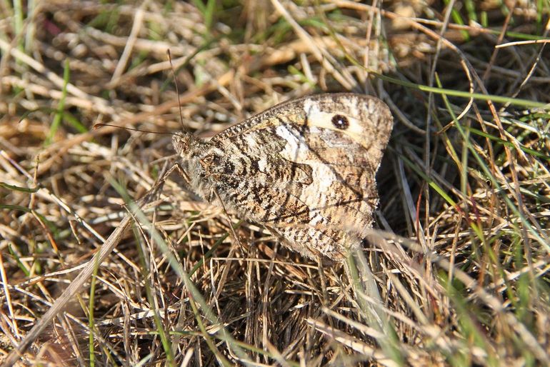 Heather butterflies in Brabant benefit from rooting pigs