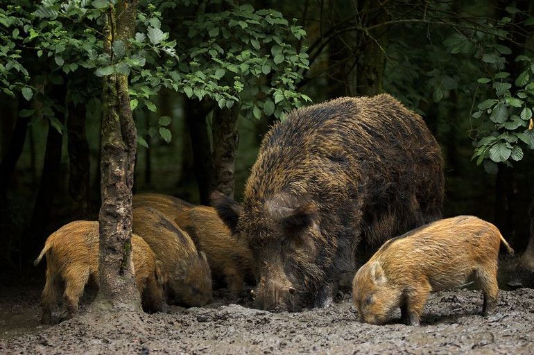 The end of the wild boar's nose contains a cartilaginous plate: the rooting disc