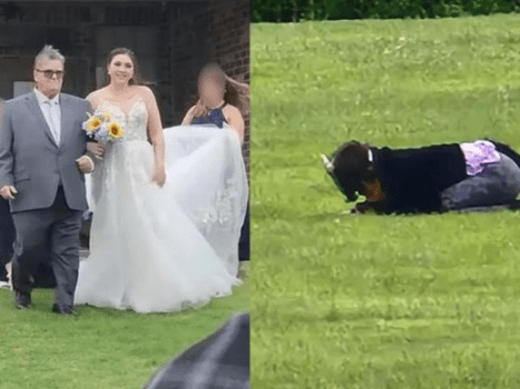 A wedding was disrupted by a person who identified himself as a cat (video)