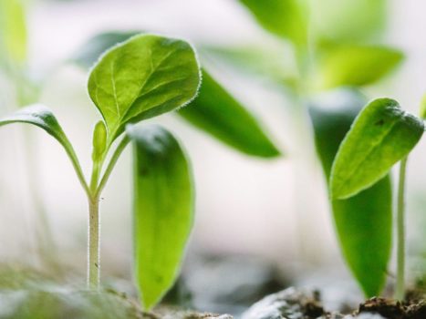 Are plants smart?  |  EOS Sciences