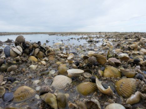 Fossil shells tell us that the climate warms more in summer than in winter
