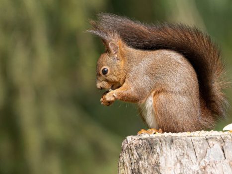 Red squirrels caused leprosy among the medieval English